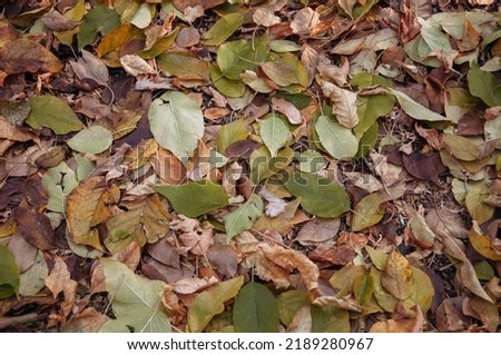 Fallen multi-colored leaves lie on the ground. Autumn foliage.