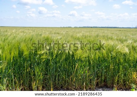 European organic grains, green fields of wheat plants in Pays de Caux, Normandy, France Royalty-Free Stock Photo #2189286435