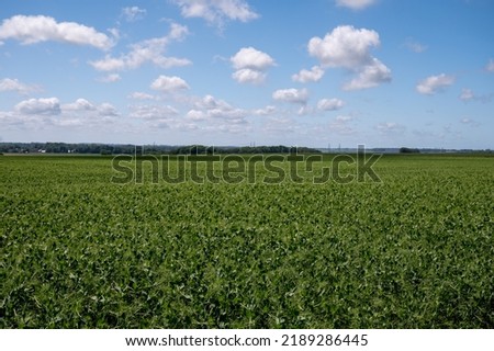 Argiculture in Pays de Caux, fields with green peas plants in summer, Normandy, France Royalty-Free Stock Photo #2189286445