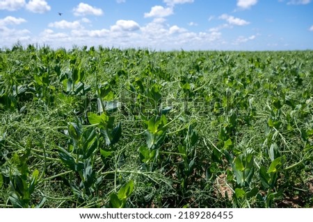 Argiculture in Pays de Caux, fields with green peas plants in summer, Normandy, France Royalty-Free Stock Photo #2189286455