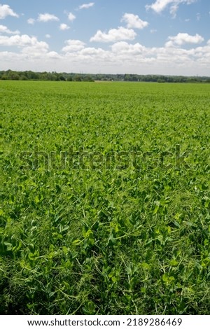 Argiculture in Pays de Caux, fields with green peas plants in summer, Normandy, France Royalty-Free Stock Photo #2189286469