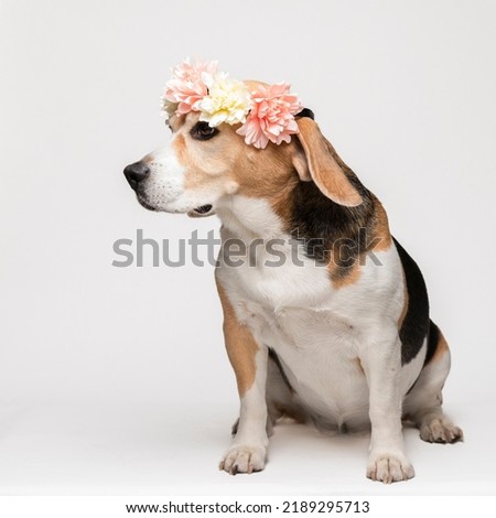 Cute beagle dog with a flower wreath on white background. Spring portrait of a dog.
