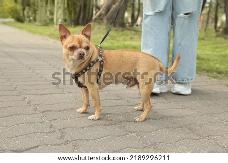 Owner walking with her chihuahua dog in park, closeup