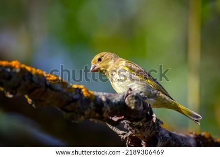 The European greenfinch or simply the greenfinch (Chloris chloris) is a small passerine bird in the finch family Fringillidae.