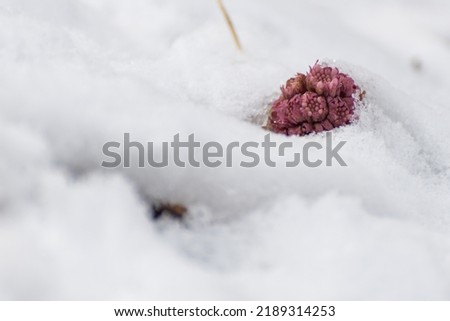 Petasites hybridus, the butterbur, plant in the family Asteraceae, flower coming out of the snow (5).
