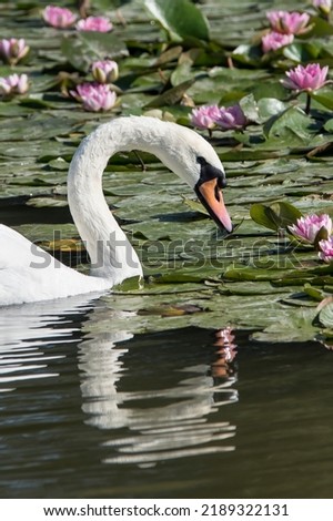Portrait of a  swan swimming through the Lilly pads