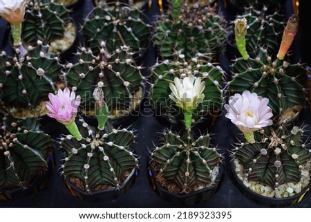 Cactus with a flower in a pot in the nursery garden for selective focus.Popular as an ornamental plant on the hobby or planting for business with resistant to lack of water.Gymnocalycium.
