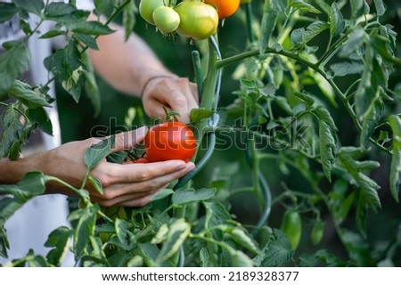 man reaping red, fresh tomatoes Royalty-Free Stock Photo #2189328377