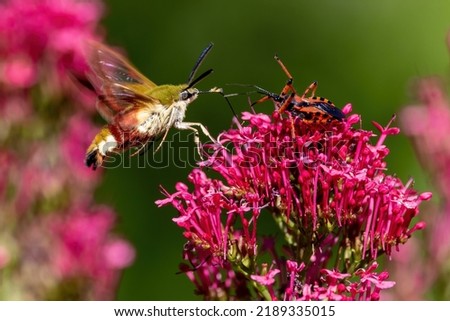 A broad-bordered bee hawk-sphinx moth gathering pollen on a Red Valerian flower and facing an Assassin bug waiting for his prey.