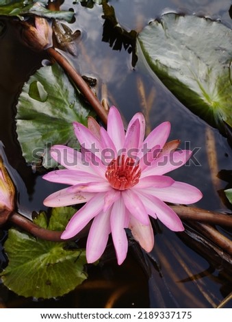 pink lotus flower blooming in the pond