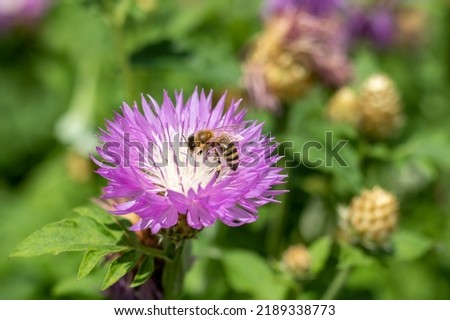 Purple with white cornflower flower with a bee close-up. Selective focus