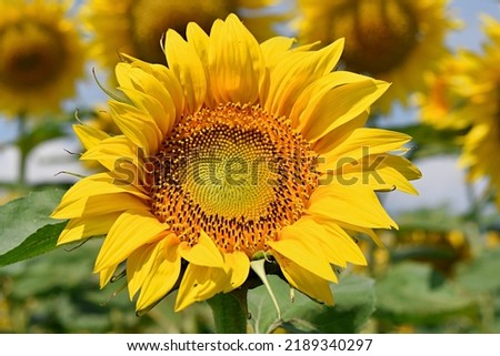 yellow bright sunflower flower close-up on a green background. Farm, agriculture, august concept. 