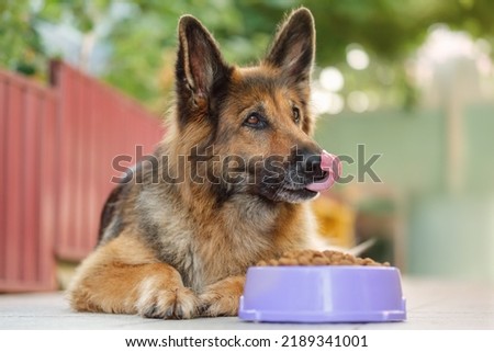 German Shepherd dog lying next to a bowl with kibble dog food, looking to the right, tongue is hanging. Close up, copy space. Royalty-Free Stock Photo #2189341001