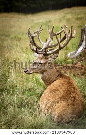 Mighty adult deer sitting on a meadow. Majestic male deer lying in the grass of a field in the mountains. Wild animals, wildlife protection and hunting trophies. Portrait of ruminant with large horns. Royalty-Free Stock Photo #2189349983