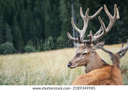 Mighty adult deer sitting on a meadow. Majestic male deer lying in the grass of a field in the mountains. Wild animals, wildlife protection and hunting trophies. Portrait of ruminant with large horns. Royalty-Free Stock Photo #2189349985