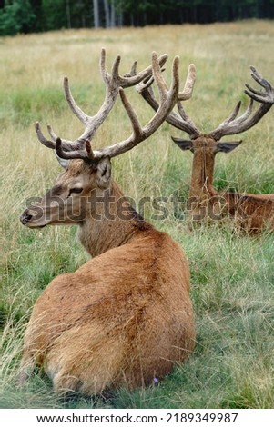 Mighty adult deer sitting on a meadow. Majestic male deer lying in the grass of a field in the mountains. Wild animals, wildlife protection and hunting trophies. Portrait of ruminant with large horns. Royalty-Free Stock Photo #2189349987