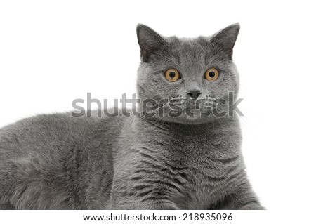 Portrait of a cat (breed Scottish straight) on a white background. horizontal photo.