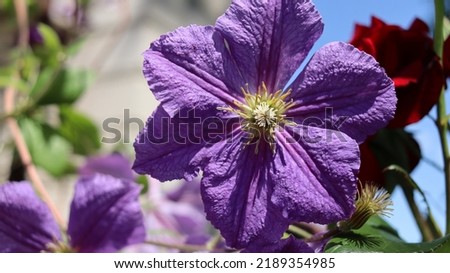 Purple decorative flowers in summer