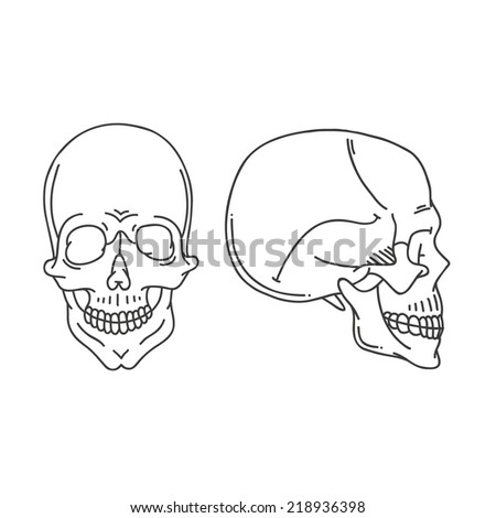 Skull hand drawn, vector illustration