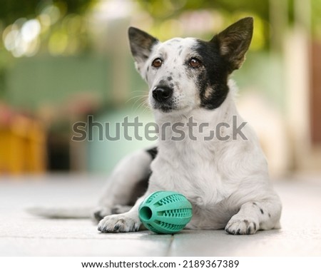 Close up shot of a cute black and white dog lying down, green rubber toy between her legs. Royalty-Free Stock Photo #2189367389