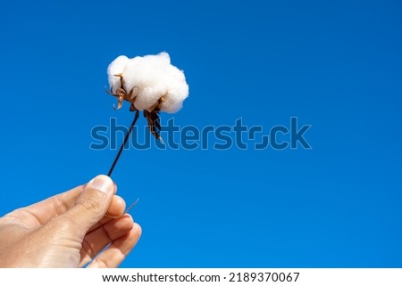 Closeup of farmer hand holding twig of cotton bud in farm plantation with blurred blue sky background. Mato Grosso, Brazil. Concept of agriculture, ecology, environment, textile industry, nature. Royalty-Free Stock Photo #2189370067