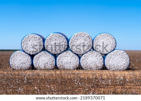 Beautiful view of farm field full of harvest cotton bales in sunny summer day. Mato Grosso, Brazil. Concept of agriculture, ecology, environment, logistics, industry, textile, economy.