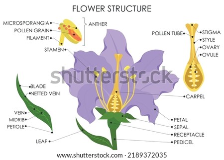 PARTS-OF-A-FLOWER-DIAGRAM Stock Vector Images - Avopix.com