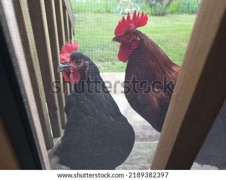 A Rooster along with a Chicken or Rooster standing beside a screen door