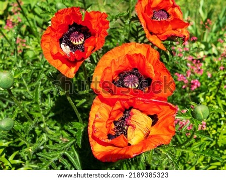 Close-up of red poppies on a summer sunny day.