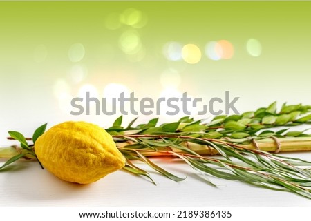 Jewish holiday of Sukkot. Traditional symbols (The four species): Etrog (citron), lulav (palm branch), hadas (myrtle), arava (willow) Royalty-Free Stock Photo #2189386435