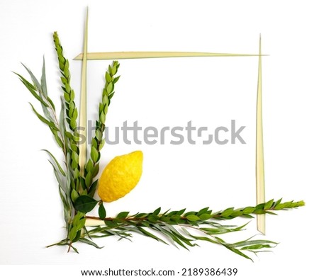 Jewish holiday of Sukkot. Traditional symbols (The four species): Etrog (citron), lulav (palm branch), hadas (myrtle), arava (willow) Royalty-Free Stock Photo #2189386439