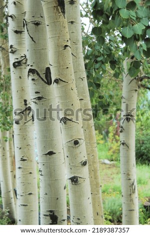 Aspen trees in a group Royalty-Free Stock Photo #2189387357