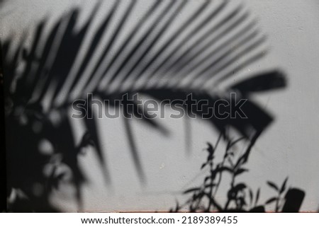 Shadows art photos. Shadow art background. Shadow art wallpaper. Black and white shadows. Leaves shadows. 