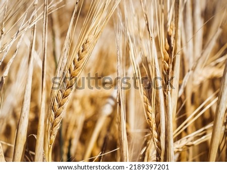 Close up of wheat ears, field of wheat in a summer day. Harvesting period. Background. Background picture