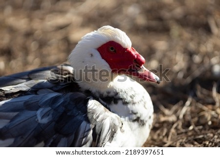 Male of Muscovy Duck - Cairina Moschata
