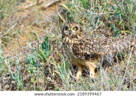 A stunning Short-eared Owl Asio flammeus, perched on grass.