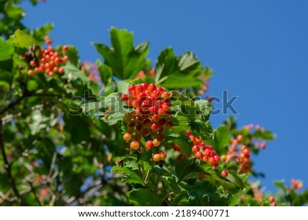 A bush with berries of an unripe red viburnum on the background of a blue sky on a sunny day.