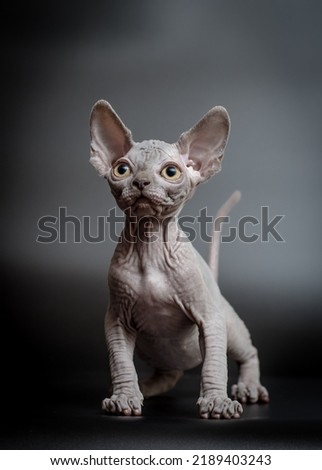 Cute kitten with beautiful eyes stands on a gray background. The breed of the cat is the sphinx