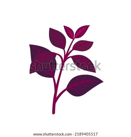 Purple basil. Illustration of culinary herb for packaging, cooking, tea. 