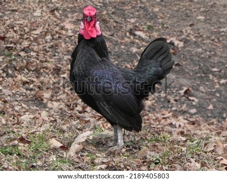 a proud rooster stands in the meadow