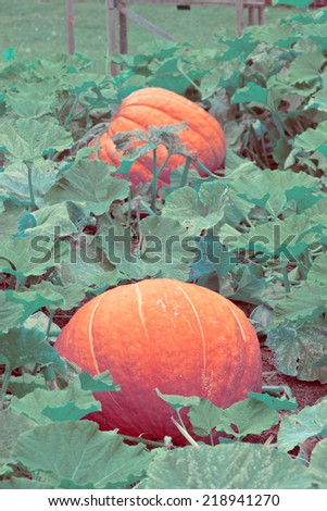 pumpkins field