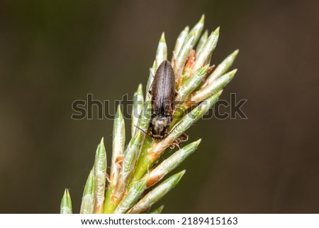 Click beetle, snapping beetle, skipjack close detail in wild nature