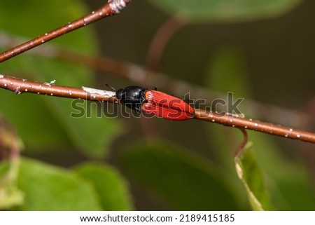 Click beetle, snapping beetle, skipjack close detail in wild nature