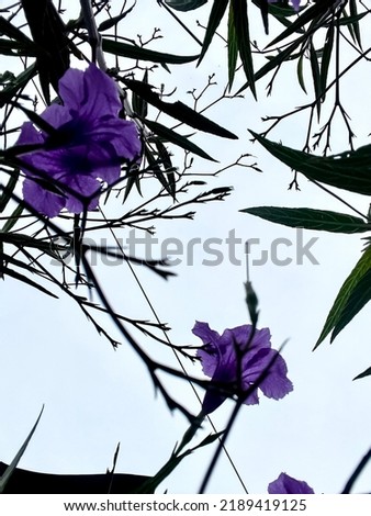 Purple flower blooming and the view is from below