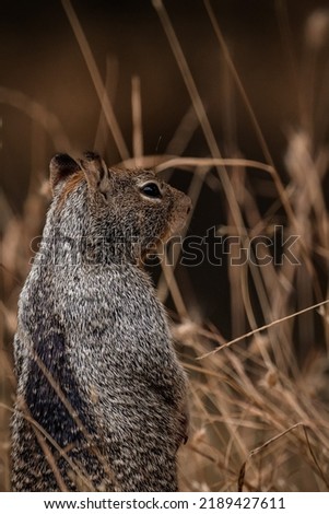 Photograph of a squirrel in nature 