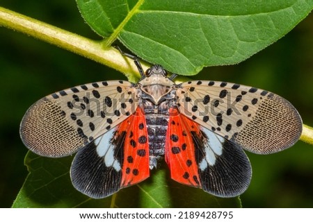 Spotted Lanternfly - Lycorma delicatula Royalty-Free Stock Photo #2189428795