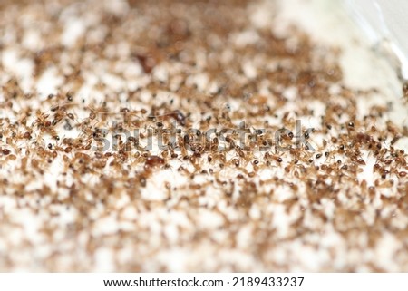 Dead fire ants lying in a pile on a tiled floor in a Florida bathroom. The fire ants have designated this as their ant cemetery where colonies can have 100,000 ants and more.