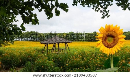 Yellow cosmos flower field at Gochang Academy Farm.