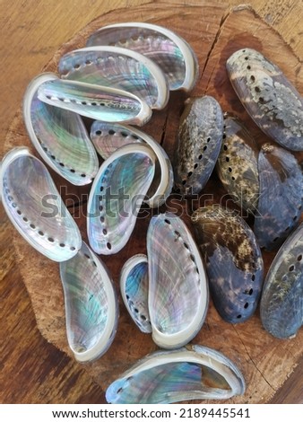 Closeup with abalone shell clean and shine ready to make jewelry. Common name for any of a group of small to very large marine gastropod molluscs in the family Haliotidae. Balambangan Island, Kudat. Royalty-Free Stock Photo #2189445541