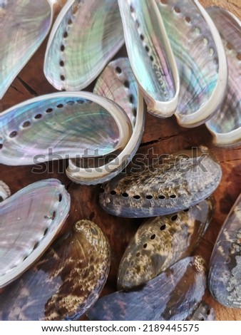 Closeup with abalone shell clean and shine ready to make jewelry. Common name for any of a group of small to very large marine gastropod molluscs in the family Haliotidae. Balambangan Island, Kudat. Royalty-Free Stock Photo #2189445575